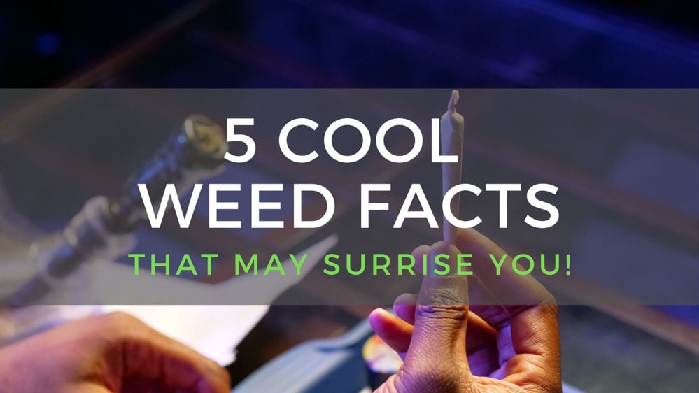 weed facts banner